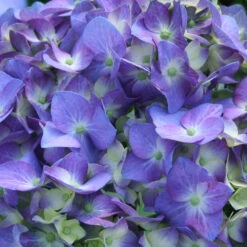Let's Dance Blue Jangles Hydrangea Shrub -RootedLife Shop hydrangea lets dance blue jangles 3 0bbfbf95 9f1e 4afa 9d19 f8e0b26b3ef8