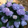 Let's Dance Blue Jangles Hydrangea Shrub -RootedLife Shop hydrangea lets dance blue jangles BB 600x600 200f6f82 7fb8 46d5 a388 6f010dd88cd6
