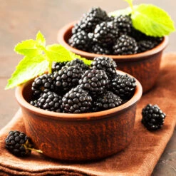 Kiowa Blackberry Bush -RootedLife Shop kiowa blackberry 3