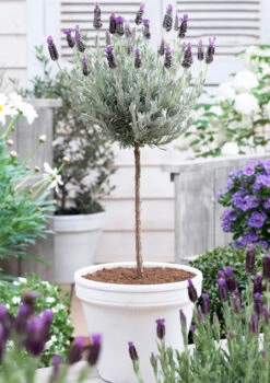 Lavender Standard Topiary Tree 9 Lavender Standard Topiary Tree -RootedLife Shop lavender topiary 600