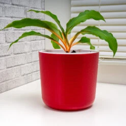 Rare House Plant Kit 14 Rare House Plant Kit -RootedLife Shop mandarin 1 52e0b640 93e5 4902 8fac a10a43cf908b