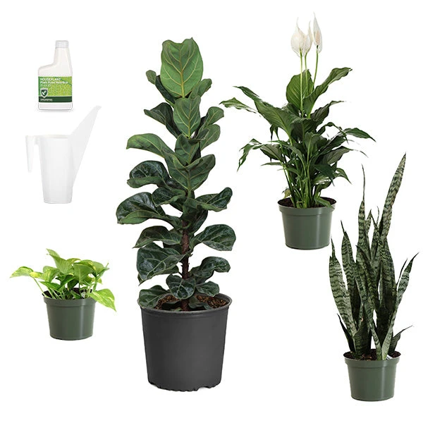 New Apartment House Plant Kit 3 New Apartment House Plant Kit