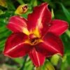 Pardon Me Daylily 1 Pardon Me Daylily -RootedLife Shop pardon me 220