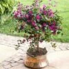 Purple Queen Bougainvillea Shrub -RootedLife Shop purple boug tree 220