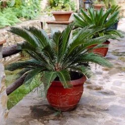 Sago Palm Tree -RootedLife Shop sago palm 2 BB