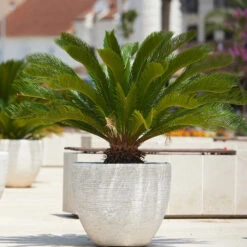 Sago Palm Tree -RootedLife Shop sago palm 3 BB