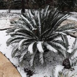 Sago Palm Tree -RootedLife Shop sago palm 8 BB