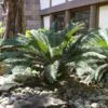 Sago Palm Tree -RootedLife Shop sago palm BB 600x600 2e523182 d61f 4ab4 9de0 d4864412962d