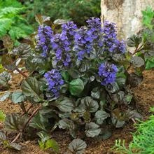 Front Page 43 Black Scallop Ajuga Plant