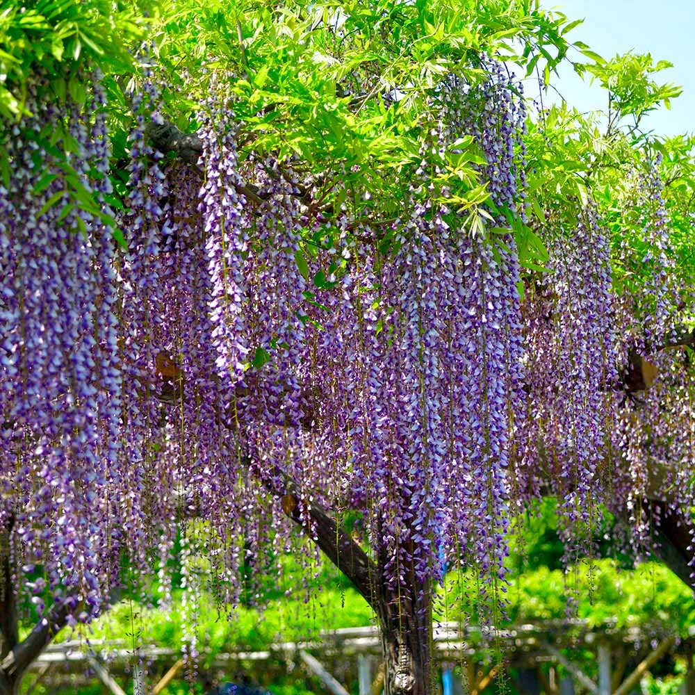 Purple Wisteria Tree 5 Purple Wisteria Tree - Image 3
