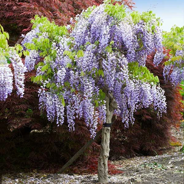 Purple Wisteria Tree 3 Purple Wisteria Tree