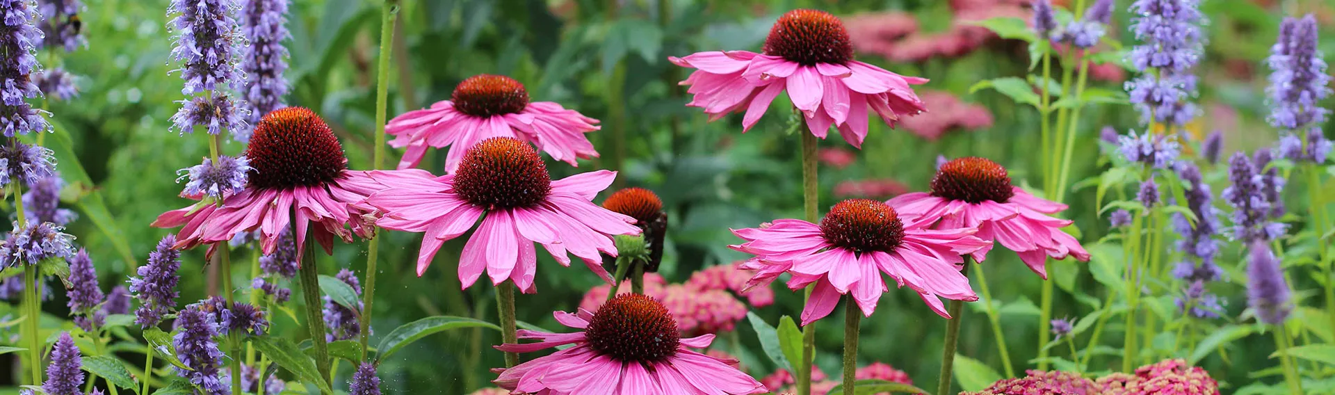 Front Page -RootedLife Shop banner905