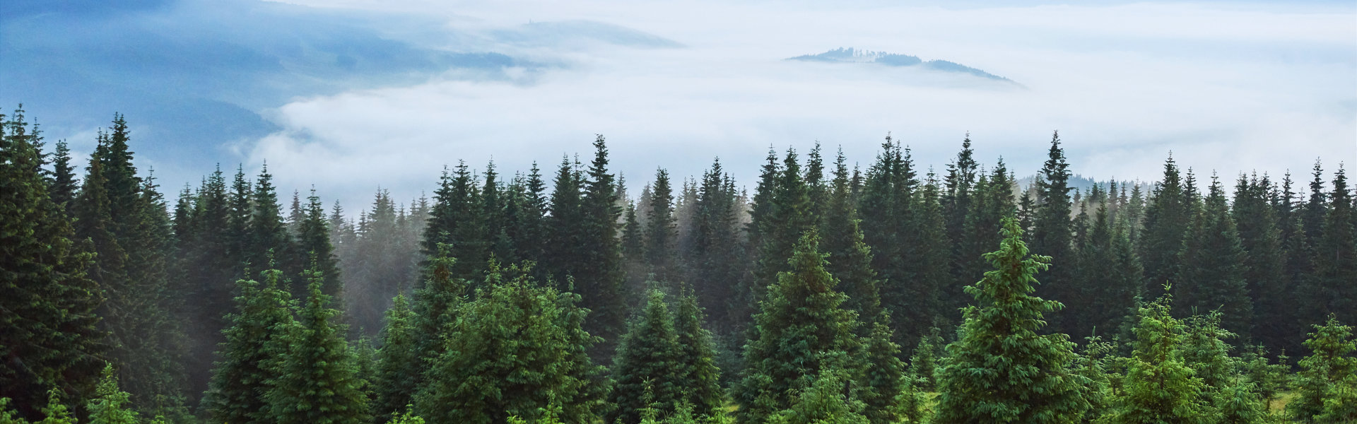 Front Page -RootedLife Shop banner969